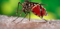 Aedes-aegypti-Foto-Governo-de-Goiás-696x494