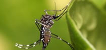 Aedes_aegypti-Foto-Wikipedia