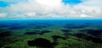 Amazônia (imagem da internet)