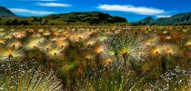 Cerrado-brasileiro