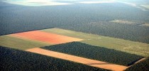 Desmatamento-na-Amazonia-4