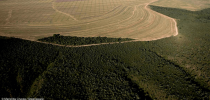 Desmatamento-no-Cerrado-foto-do-Greenpeace