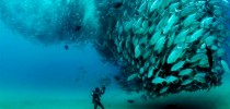 Fish-Tornado-1