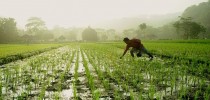 agricultor