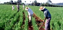 agricultura
