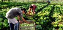 agriculturafamiliar