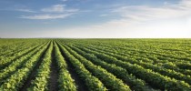 agricutura