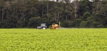 agroamazonia