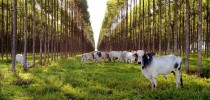 agropecuaria1
