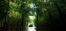 amazonia3
