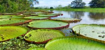 amazonia