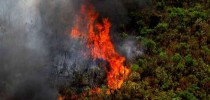 Queimadas na Amazônia 2019 (Foto: Agência Minas)