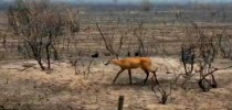 Os animais estão ainda sob o efeito do estresse e da luta pela sobrevivência.