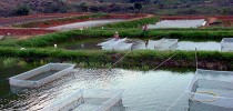 aquicultura121110co