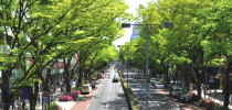 arborizacao-urbana-1