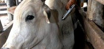 Avermectina é usada principalmente para o tratamento de parasitos internos e externos de bovinos.