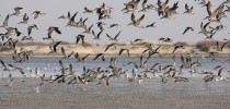 aves2