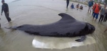 Baleia-piloto encalhada na Tailândia - foto BBC