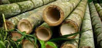 bambu2