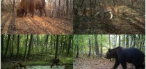 biodiversidade-em-chernobyl-2