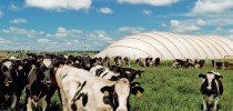biogas
