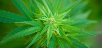 cannabis