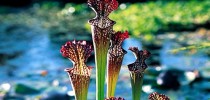 Sarracenia
