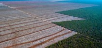 O Cerrado brasileiro (Foto: Jim Wickens/Ecostorm)