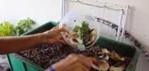 compostagem