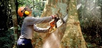 Regras do manejo florestal em terras públicas da Amazônia são estritas
