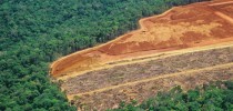 Deforestation in the Amazon - detail of an area