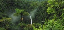 florestas-tropicais