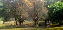 Parque Alberto Loefgren, Horto Florestal de São Paulo