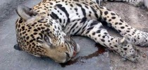 Onça Juma abatida por um tiro de pistola