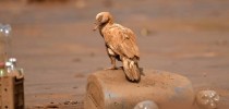 Biodiversidade, a grande vítima da barragem da Samarco.