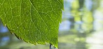 licenciamento_ambiental_foto