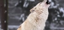 lobos2