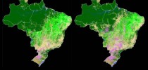 mapbiomas