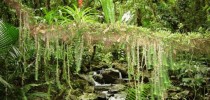mata-atlantica-fauna-e-flora