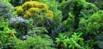 mataatlantica