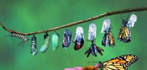metamorfose-tipos-e-como-acontece-essa-mudanca