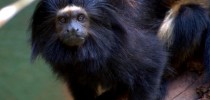 Mico-leão-preto, primata raro existente somente no Estado de São Paulo, e ameçado de extinção.