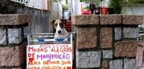 - imagem reprozuzida da internet.
