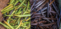 100 kg de favas frescas (à esquerda) viram 15 kg de baunilha seca (à direita) – cada fava rende sete bolas de sorvete. (Fellipe Abreu/Reprodução)