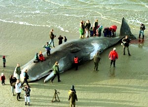 Baleia morta por 20 kg de plásticos diversos em seu estômago, em praia da Holanda.