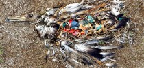 Albatroz m orto por resíduos plásticos ingeridos.