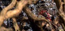 Em áreas de lama como os mangues, com pouca movimentação de água e sedimentos mais finos, é mais difícil fazer a limpeza (direito de imagem MATEUS MORBECK)
