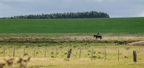 Apenas 47,3% da vegetação nativa do Pampa está preservada. (foto Sarita Reed,National Geographic)