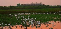 Pantanal brasileiro