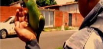 papagaio